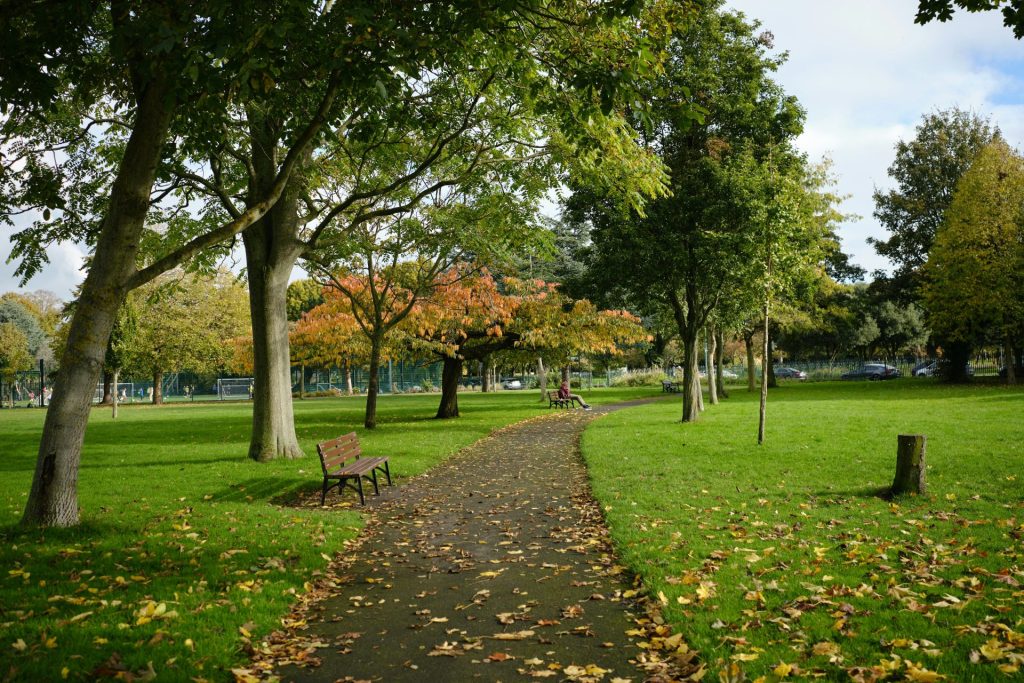a path in a park lined with trees
